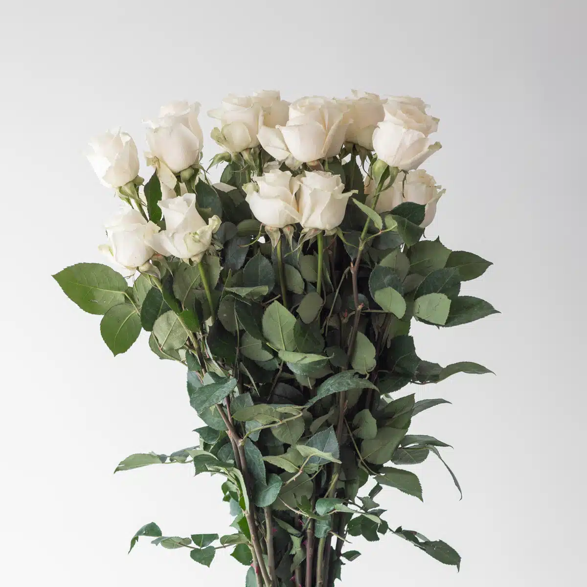 Bulk Vendela Roses – 70 cm