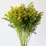  Solidago Golden Glory (En Vrac) 