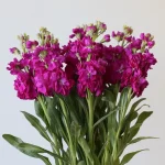 Double Stock Fuschia (Bulk DIY)