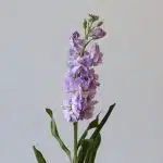 Double Stock Lavender (Bulk DIY)