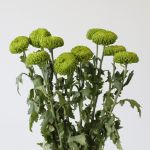Chrysanthèmes cremon disbud vert - en vrac