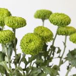 Chrysanthèmes cremon disbud vert - en vrac
