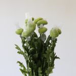 Chrysanthèmes cremon disbud vert - en vrac