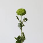 Chrysanthèmes cremon disbud vert - en vrac