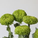 Chrysanthèmes cremon disbud vert - en vrac