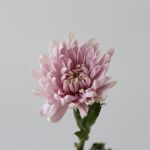 Lavender Cremon Disbud Chrysanthemums (Bulk DIY)
