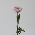 Lavender Cremon Disbud Chrysanthemums (Bulk DIY)