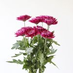 Mauve Cremon Disbud Chrysanthemums (Bulk DIY)