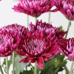 Mauve Cremon Disbud Chrysanthemums (Bulk DIY)
