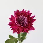 Mauve Cremon Disbud Chrysanthemums (Bulk DIY)