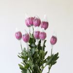 Mauve Cremon Disbud Chrysanthemums (Bulk DIY)