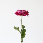 Mauve Cremon Disbud Chrysanthemums (Bulk DIY)