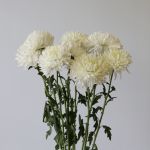 White Cremon Disbud Chrysanthemums (Bulk DIY)