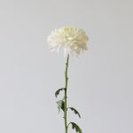 White Cremon Disbud Chrysanthemums