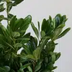 Green Pittosporum (Bulk DIY)