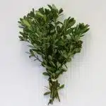 Green Pittosporum (Bulk DIY)
