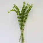 Molucella  ''Bells of Ireland'' (Bulk DIY)