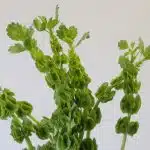 Molucella  ''Bells of Ireland'' (Bulk DIY)