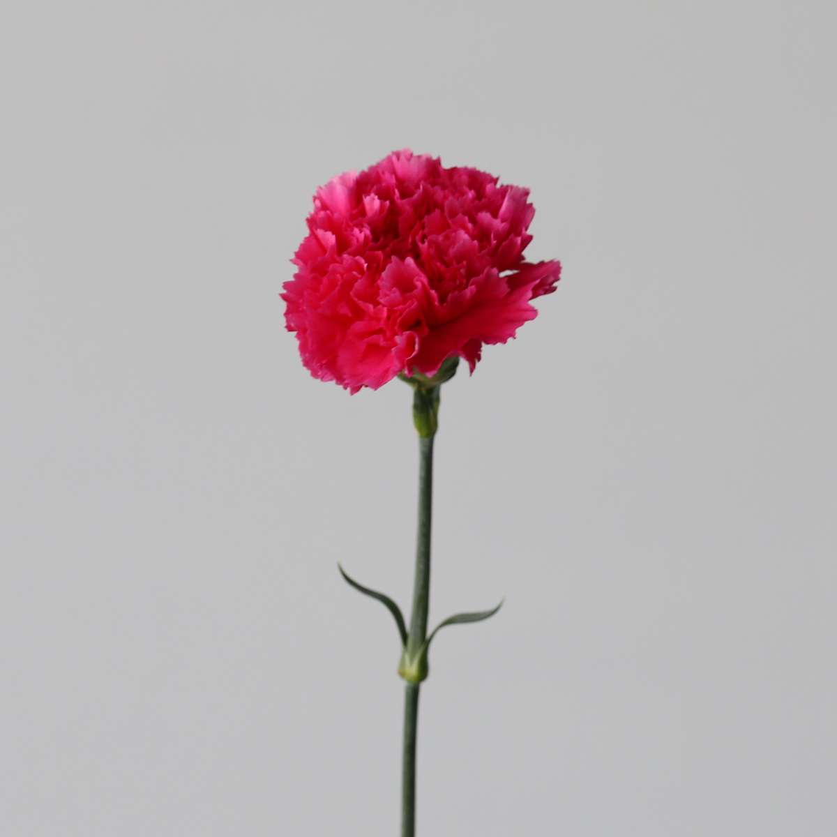 Fuschia Carnation stem