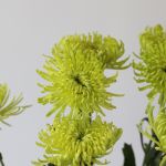 Chrysanthemum Fuji Spider Green (Bulk DIY)