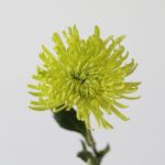 Chrysanthemum Fuji Spider Green (Bulk DIY)