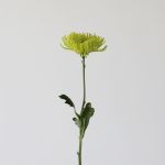 Chrysanthemum Fuji Spider Green (Bulk DIY)