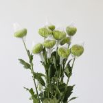 Chrysanthemum Fuji Spider Green (Bulk DIY)