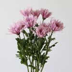 Chrysanthemum Fuji Spider Lavender (Bulk DIY)