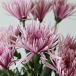 Chrysanthemum Fuji Spider Lavender (Bulk DIY)