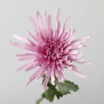 Chrysanthemum Fuji Spider Lavender (Bulk DIY)