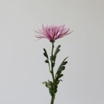 Chrysanthemum Fuji Spider Lavender (Bulk DIY)