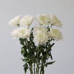 Chrysanthemum Fuji Spider White (Bulk DIY)