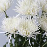 Chrysanthemum Fuji Spider White (Bulk DIY)