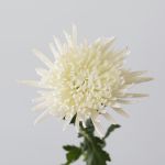 Chrysanthemum Fuji Spider White (Bulk DIY)