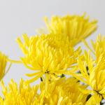Chrysanthemum Fuji Spider jaune - en vrac