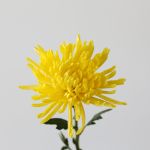 Chrysanthemum Fuji Spider jaune - en vrac
