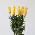 Chrysanthemum Fuji Spider jaune - en vrac