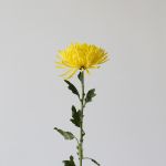 Chrysanthemum Fuji Spider jaune - en vrac