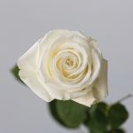 Rose Playa Bianca 50cm - en vrac