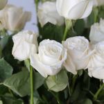 Rose Playa Bianca 50cm - en vrac