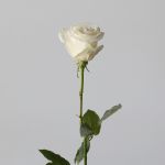 Rose Playa Bianca 50cm - en vrac