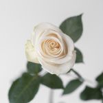 Rose Vendela Blancs 50cm - en vrac