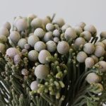 Silver Brunia (Bulk DIY)