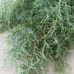 B.C. Carolina Sapphire