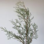 B.C. Carolina Sapphire