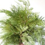 C.B Cèdre rouge de l’Ouest