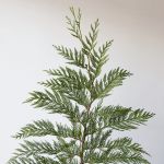 C.B Cèdre rouge de l’Ouest