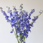 Delphinium Sea Waltz - en vrac