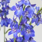 Delphinium Sea Waltz - en vrac