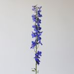 Delphinium Sea Waltz - en vrac